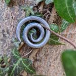 Collana artigianale con ciondolo “Chiocciola”